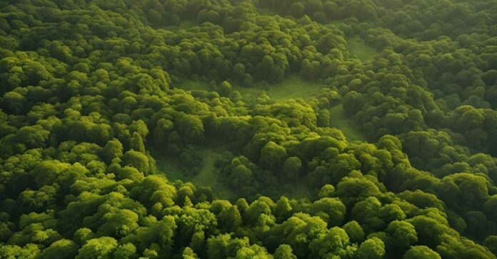 सीएम योगी की पहल रंग लाई: उत्तर प्रदेश में वन और वृक्ष आवरण की ऐतिहासिक वृद्धि