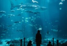 बच्चों के साथ घूमने का नया प्लान! दिल्ली में सीमित समय के लिए शुरू हुआ Amazing Fish Immersive Show